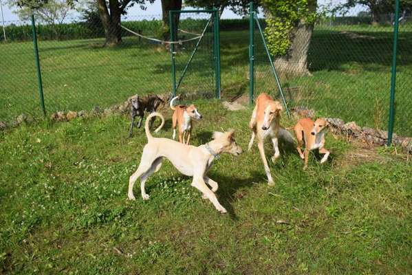 Windhunde - Treffen der besonderen Schönheiten
HERZLICH WILLKOMMEN-Beitrag-Bild