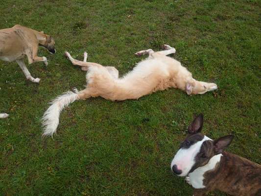 Windhunde - Treffen der besonderen Schönheiten
HERZLICH WILLKOMMEN-Beitrag-Bild