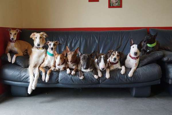 Miniatur Bull Terrier-Beitrag-Bild