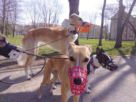 Windhunde - Treffen der besonderen Schönheiten
HERZLICH WILLKOMMEN-Beitrag-Bild