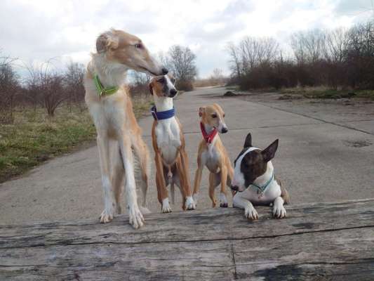 Windhunde - Treffen der besonderen Schönheiten
HERZLICH WILLKOMMEN-Beitrag-Bild