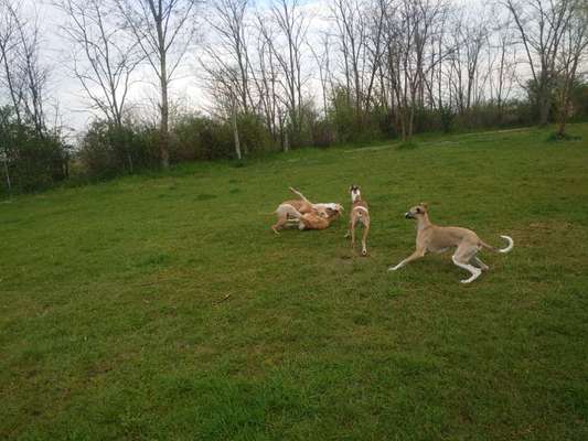 Windhunde - Treffen der besonderen Schönheiten
HERZLICH WILLKOMMEN-Beitrag-Bild