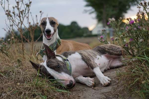 Foto's und Hundemodels-Beitrag-Bild