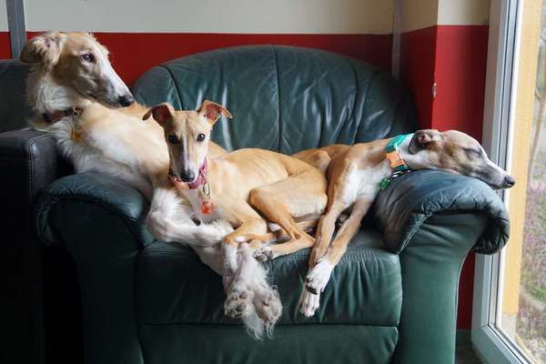 Windhunde - Treffen der besonderen Schönheiten
HERZLICH WILLKOMMEN-Beitrag-Bild