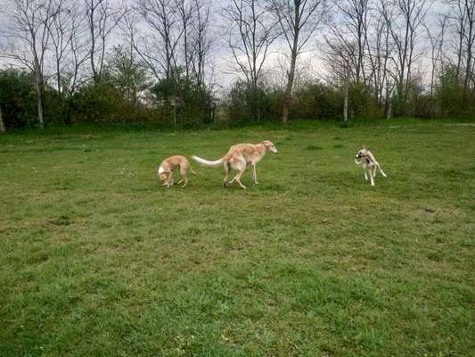 Windhunde - Treffen der besonderen Schönheiten
HERZLICH WILLKOMMEN-Beitrag-Bild