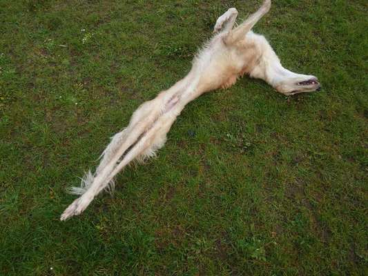 Windhunde - Treffen der besonderen Schönheiten
HERZLICH WILLKOMMEN-Beitrag-Bild