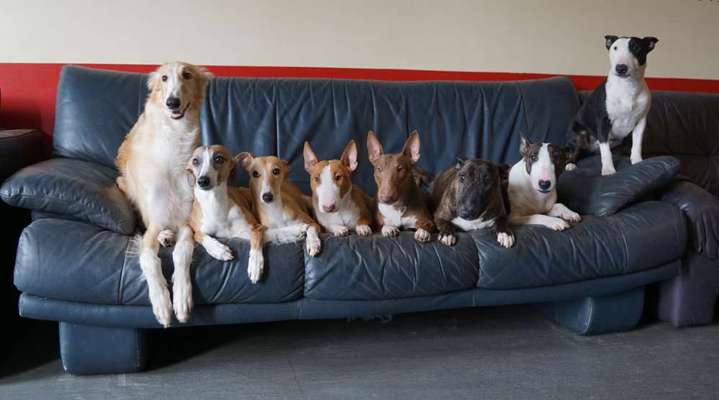 Miniatur Bull Terrier-Beitrag-Bild