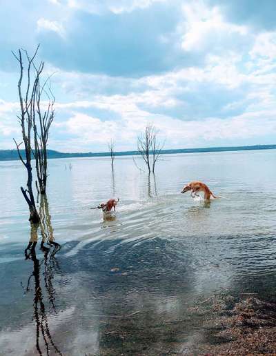 Windhunde - Treffen der besonderen Schönheiten
HERZLICH WILLKOMMEN-Beitrag-Bild