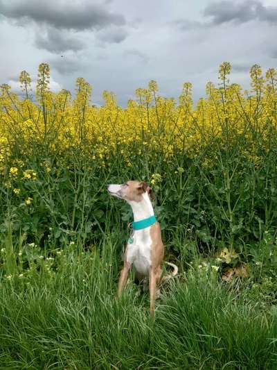 Windhunde - Treffen der besonderen Schönheiten
HERZLICH WILLKOMMEN-Beitrag-Bild
