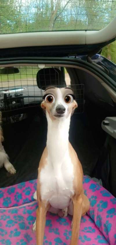 Windhunde - Treffen der besonderen Schönheiten
HERZLICH WILLKOMMEN-Beitrag-Bild