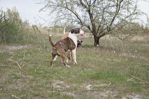 Miniatur Bull Terrier-Beitrag-Bild
