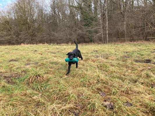 Labradorfans-Beitrag-Bild