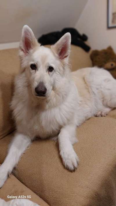 Weisse Schäferhunde-Beitrag-Bild