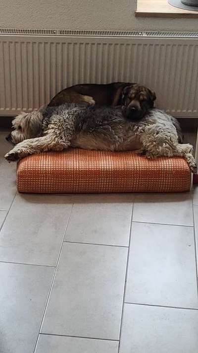 Zeigt uns das 6. Bild von eurem Hund in eurer Galerie-Beitrag-Bild