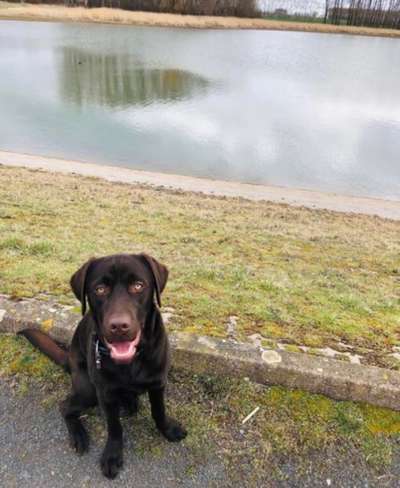 Hundeauslaufgebiet-Stausee Friemar-Bild