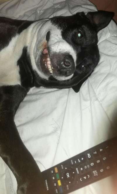 Zeigt mir eure Schäferhund Mischlinge :-)-Beitrag-Bild