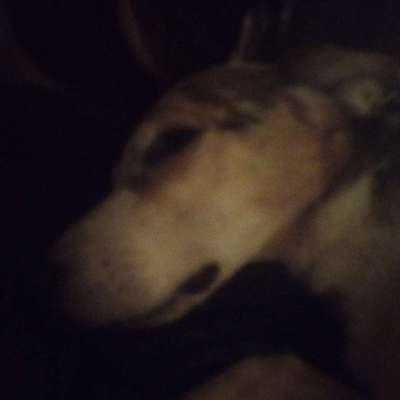 Hundetreffen-Gassigehen