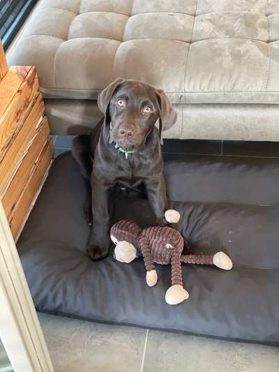 Der Lieblingsplüschi eures Vierbeiners-Beitrag-Bild