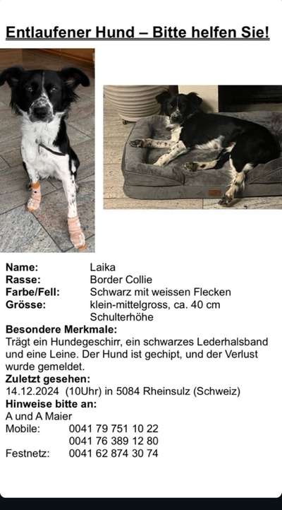 Suchmeldung-Laika-Bild