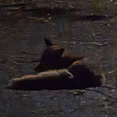 Giftköder-Desorientierter Fuchs. Läuft im Kreis-Bild