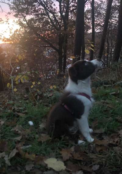 Hundetreffen-Hütehund Spieltreff-Bild