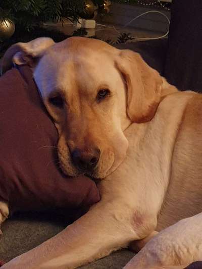 Labradorfans-Beitrag-Bild