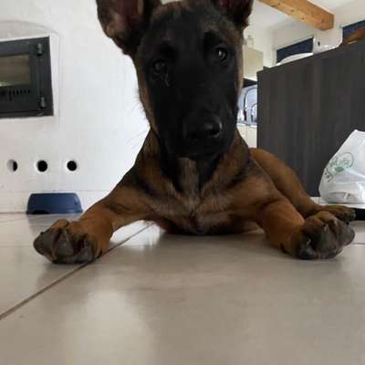 Hundetreffen-Welpentreffen in Rohrdorf-Bild