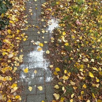 Giftköder-Weißes Pulver auf dem Boden-Bild