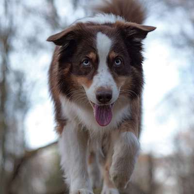 Hundetreffen-Spazieren ohne Leine-Bild