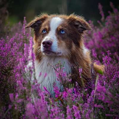 Hundetreffen-Spazieren ohne Leine-Bild