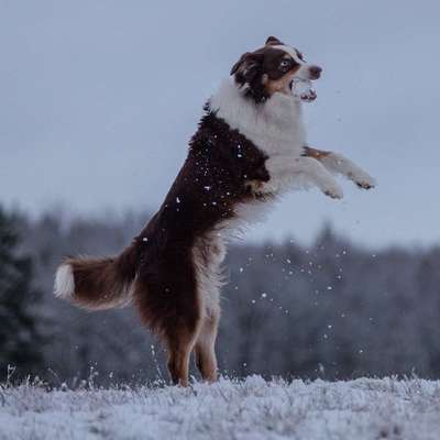 Hundetreffen-Spazieren ohne Leine-Bild
