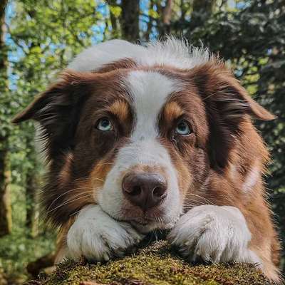 Hundetreffen-Spazieren ohne Leine-Bild