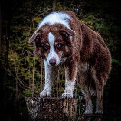 Hundetreffen-Spazieren ohne Leine-Bild