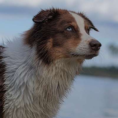 Hundetreffen-Spazieren ohne Leine-Bild