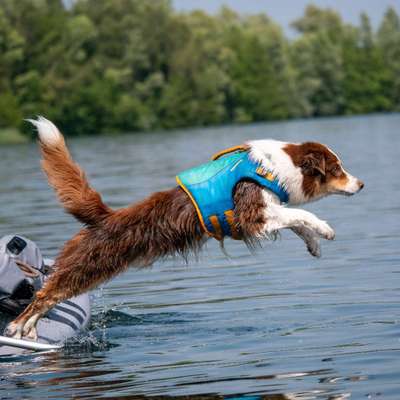 Hundetreffen-Spazieren ohne Leine-Bild