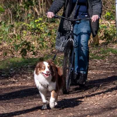Hundetreffen-Dogscootern-Bild