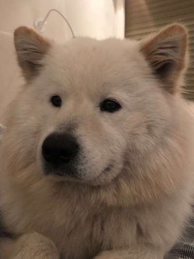 Samojede-Beitrag-Bild