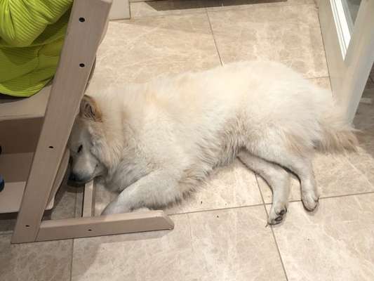 Samojede-Beitrag-Bild