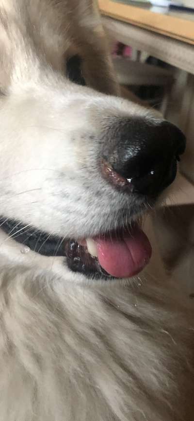 Samojede-Beitrag-Bild