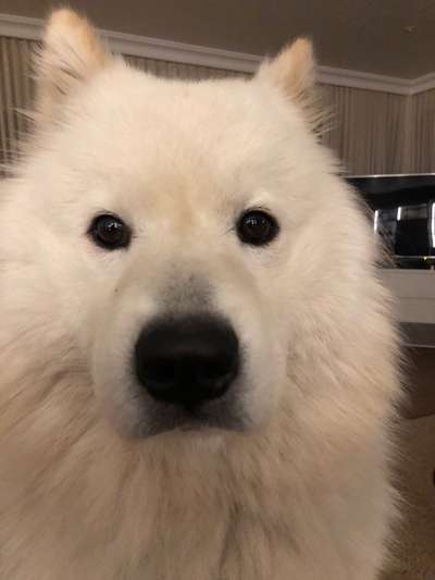 Samojede-Beitrag-Bild