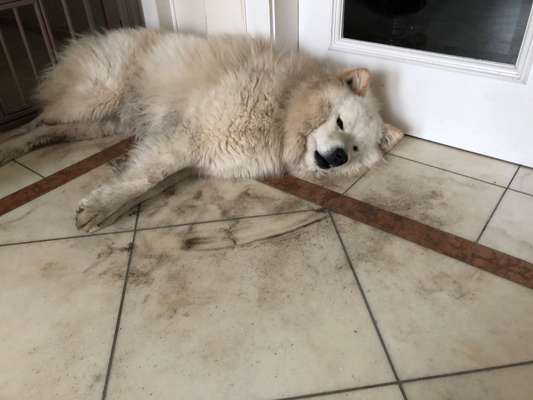 Samojede-Beitrag-Bild