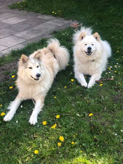 Samojede-Beitrag-Bild