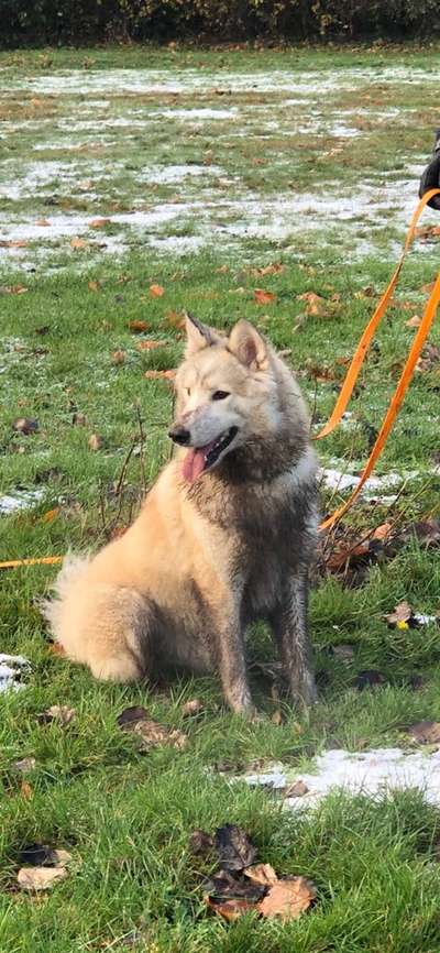 Samojede-Beitrag-Bild