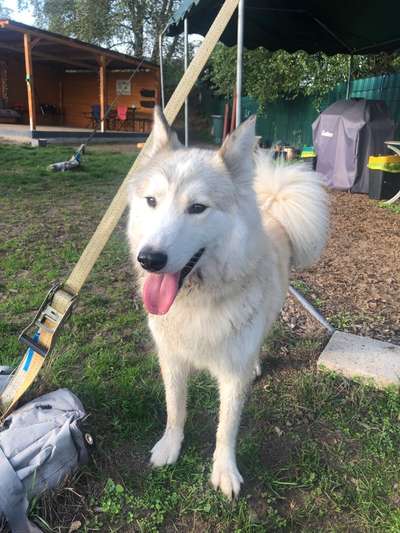 Samojede-Beitrag-Bild