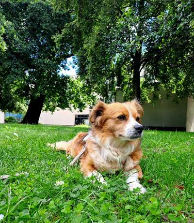 Hundetreffen-Hundeomas & Hundeopas Süd-Bild