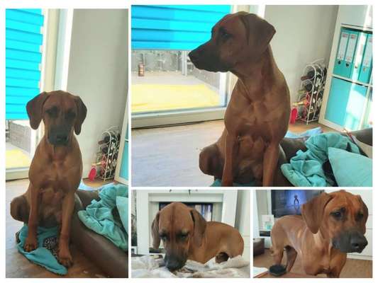 Rhodesian Ridgeback-Beitrag-Bild