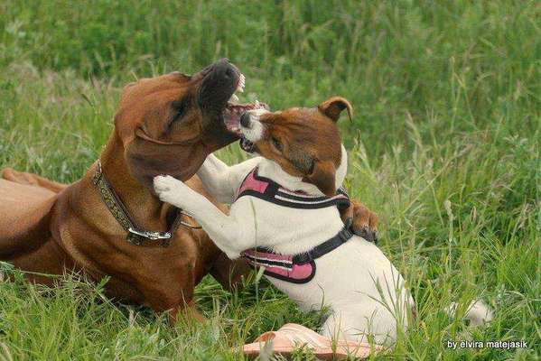 Rhodesian Ridgeback-Beitrag-Bild