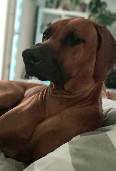 Rhodesian Ridgeback-Beitrag-Bild
