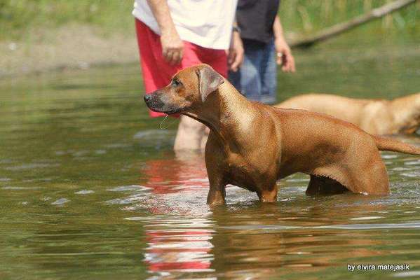 Rhodesian Ridgeback-Beitrag-Bild