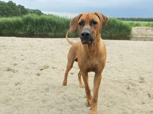 Rhodesian Ridgeback-Beitrag-Bild